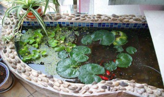 鱼池消毒最简单方法（鱼池消毒最简单方法视频）