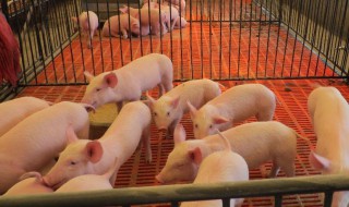 养猪场灭蚊灭蝇最有效的方法 养猪场灭蚊灭蝇最有效的方法有哪些