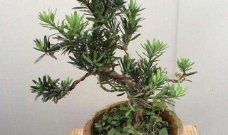 罗汉松浇水的正确方法（罗汉松用什么水浇好）