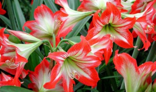 朱顶红的种子繁殖方法（朱顶红的种子繁殖方法视频）