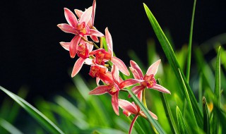 刚买的兰花种植方法（刚买的兰花种植方法建兰）