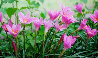 葱兰种球种植方法（葱兰种球种植方法视频）