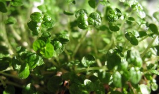 珍珠草的养殖方法和注意事项 爱尔兰珍珠草的养殖方法和注意事项