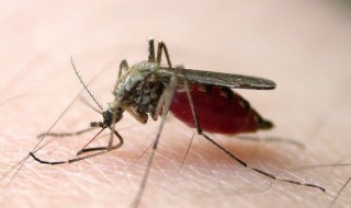 家庭驱蚊子最有效的方法（家庭怎样驱蚊子最有效）