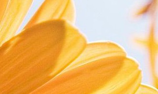 十二点开花的花有哪些 十二点开花的花有哪些花