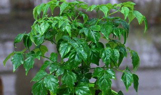 幸福树水培扦插繁殖方法 幸福树水培扦插繁殖方法图解