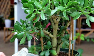 玉树插枝方法 玉树插枝方法图解