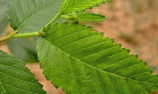植物的叶子的主要作用 植物的叶子有什么和什么的作用