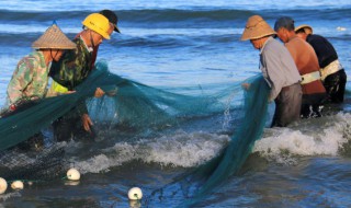 鸡粪喂鱼正确投喂方法（鸡粪如何喂鱼使用方法）