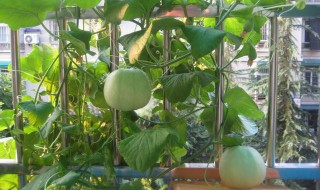 种甜瓜的方法步骤 甜瓜怎么种法