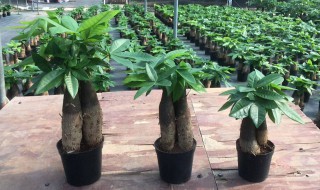 光杆发财树催芽方法（粗杆发财树怎么才能重新发芽）