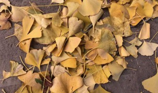 银杏叶在家加工方法 银杏叶自己在家怎么加工