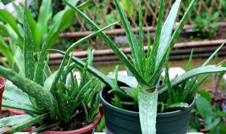 芦荟分株方法和注意事项 芦荟分株方法和注意事项视频