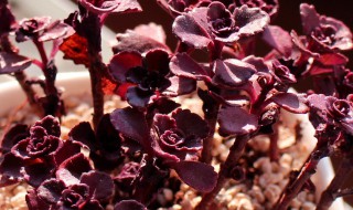 小球玫瑰爆盆最简单方法（小球玫瑰爆盆最简单方法）