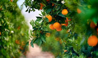 柑橘树怎样剪枝（柑橘树怎样剪枝视频）