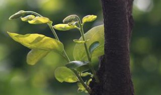植物在大自然中的作用 植物对大自然的作用是什么
