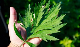 艾叶要怎么用（艾叶要怎么用效果最好）