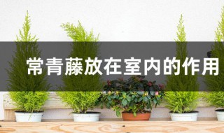 常青藤放在室内的作用（常青藤放在室内好还是室外好）