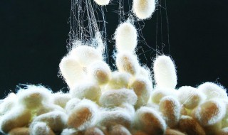 蚕丝能做什么（蚕丝能做什么小手工）