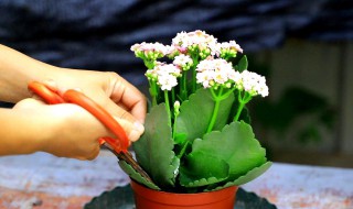 黑发丝植物怎么养（黑发丝植物怎么养视频）