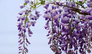紫藤花种植和注意事项（紫藤花种植和注意事项图片）