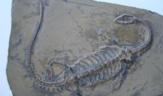 化石的意义和作用 化石的意义和作用是什么