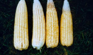 玉米老三样化肥配比方法 玉米老三样化肥配比方法每亩