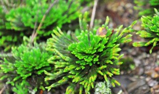 卷柏盆景如何养护 卷柏的养植方法