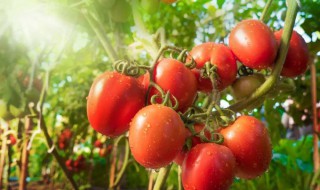 番茄架子怎么搭 番茄架子怎么搭图解