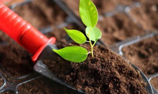 泥土有什么作用（金钢泥土有什么作用）