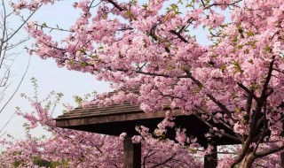 樱花有什么作用（樱花有什么作用和效果）
