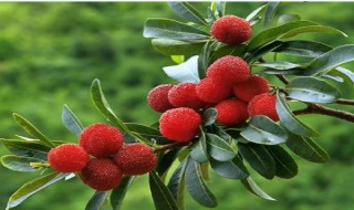 杨梅虫为什么怕盐水（杨梅虫为什么怕盐水要泡多久）