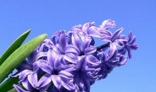 风信子的功效 风信子的功效和作用