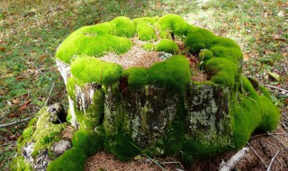 苔藓植物的作用（苔藓植物的作用教科书式回答）