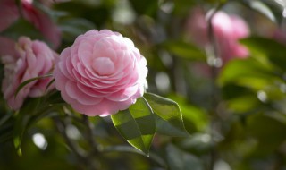 生物膜的主要作用（生物膜的主要作用是区域化吗）