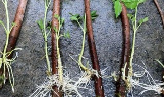 生根粉的作用和使用方法（生根粉的作用和使用方法视频）