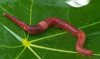 蚯蚓肥料作用与功效（蚯蚓肥料作用与功效视频）