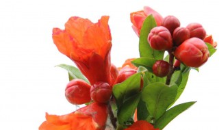 石榴花的作用与功效（石榴花的作用与功效红）