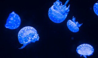 如何挽救变小的水母（水母缩小了怎么办）