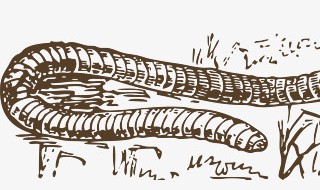 如何养蚯蚓（如何养蚯蚓在花盆里或者院子里）