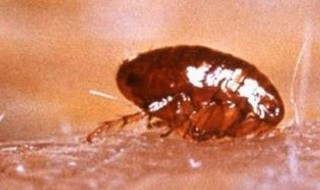 如何杀死跳蚤（如何消灭跳蚤最有效的方法）