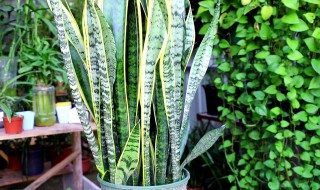 虎皮兰的特点和作用（虎皮兰的特点和作用）