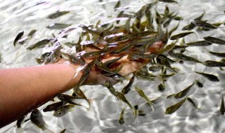 亲亲鱼为什么吃脚 亲亲鱼为什么吃脚视频