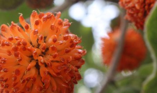 楮树花的功效与作用（楮树花的功效与作用及禁忌蒲公英）