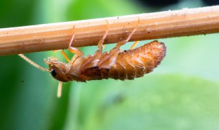 如何消灭大水蚁 如何杀灭大水蚁