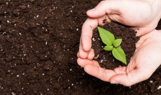土壤调酸最好方法（蓝莓土壤调酸最好方法）
