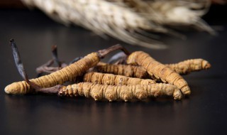 虫草如何清洗 虫草如何清洗最干净