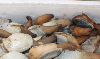 蚌如何清洗（蚌怎么吃河蚌怎么清洗）