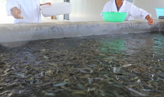 室内泥鳅养殖（室内泥鳅养殖技术）