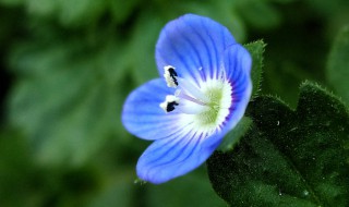 阿拉伯婆婆纳的做法（阿拉伯婆婆纳食用方法）